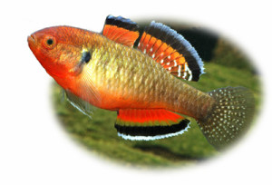 empire gudgeon