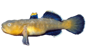 Desert Goby