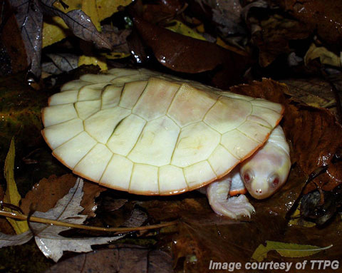 Albino Pink Belly Turtle (Emydura subglobosa). Image: Turtle and Tortoise Preservation Group (TTPG).