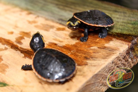 Juvenile Pink Belly Turtles (Emydura subglobosa). Image: Zoo Med.