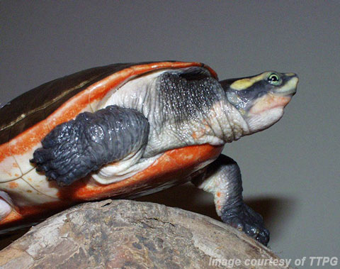 Pink Belly Turtle (Emydura subglobosa). Image: Turtle and Tortoise Preservation Group (TTPG).