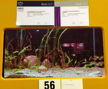 Ambassis agassizii display. Winner of the "Australasian Native Fish: Any Other Variety" class (essentially native non-rainbow fish) and champion of the Australasian Native Fish category.