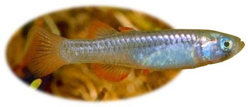 Scaturiginichthys vermeilipinnis, Red-finned Blue-eye. Photo: © Gunther Schmida