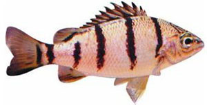 Banded or Barred Grunter, Amniataba percoides. Image: NSW DPI